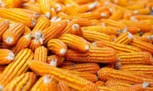 Maize Feed