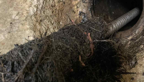root removal