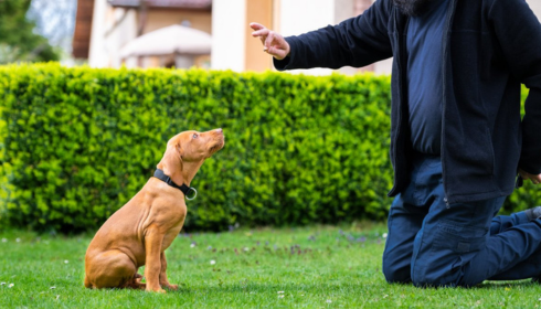 puppy training Phoenix