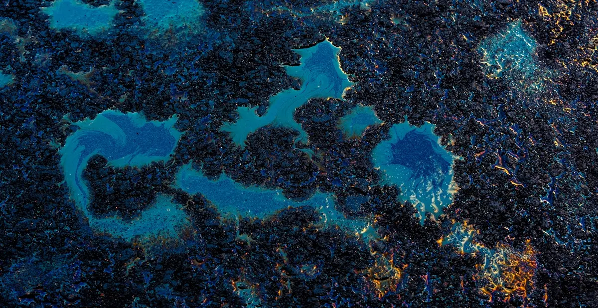 bacteria